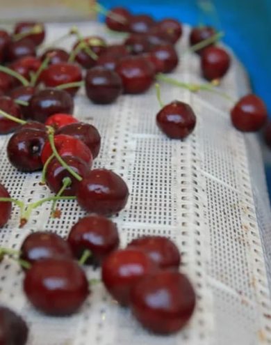 cherries-2.jpg