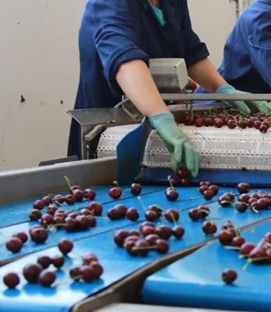 cherries-2.jpg