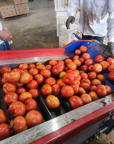 tomates.jpg
